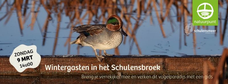 Wintergasten in het Schulensbroek