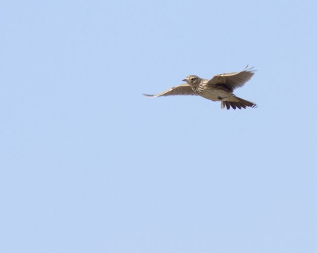 Cursus vogeltrek