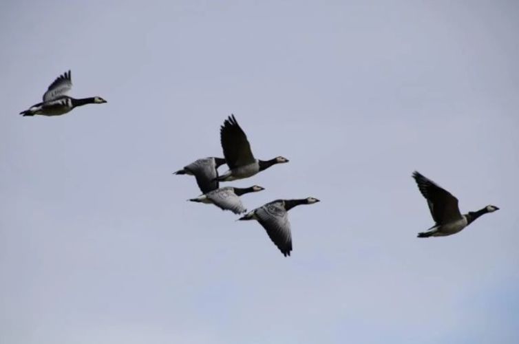 Cursus vogeltrek