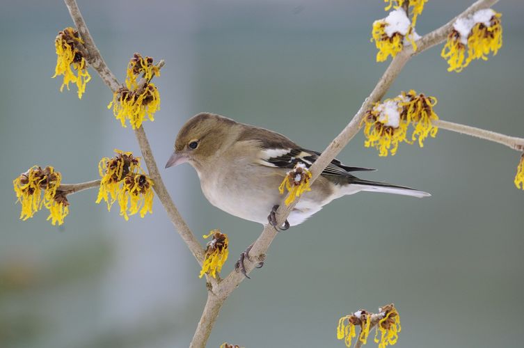 Cursus vogeltrek