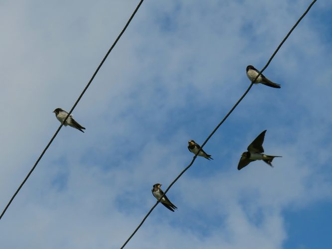 Cursus vogeltrek