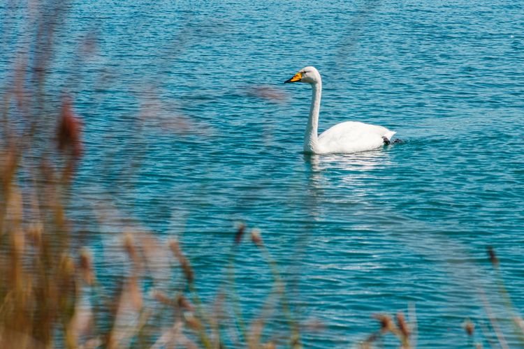 Wilde zwanenwandeling