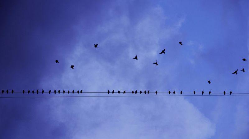 Cursus Vogeltrek met Bastiaan De Ketelaere van Natuuracademie